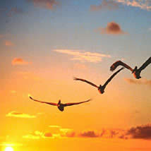 aves