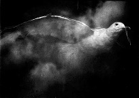 anders petersen26321