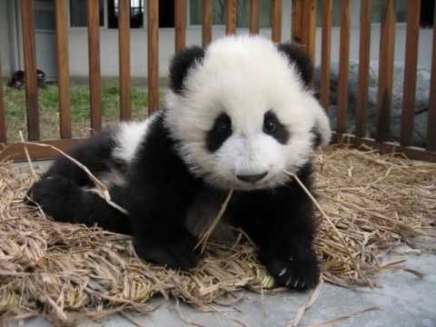 panda
