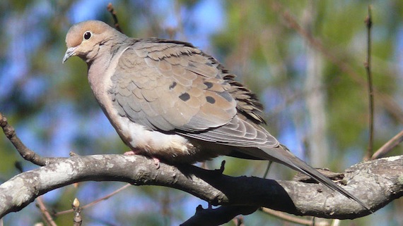 mourning-dove