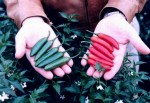 chiles1