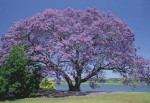 Cinamomo Porto Alegre. Tomada de http://portoimagem.wordpress.com/2012/09/30/arvores-em-porto-alegre/