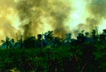 La selva lacandona.