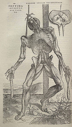 Vesalio