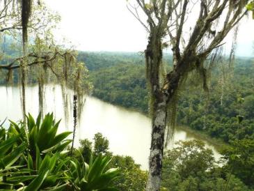 Selva chiapaneca