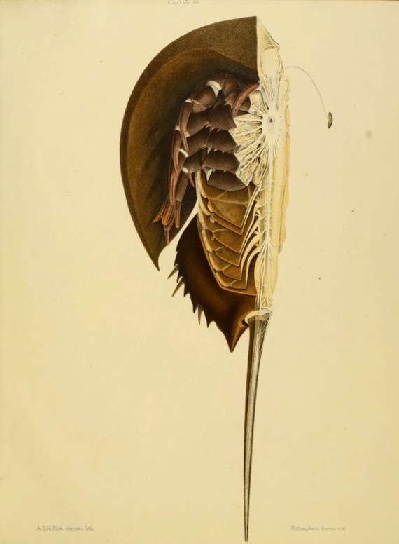 Figura 1 (1)