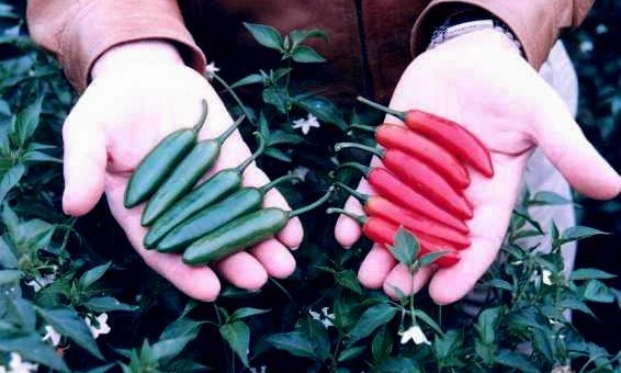 chiles1