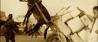 burro_sobrecargado