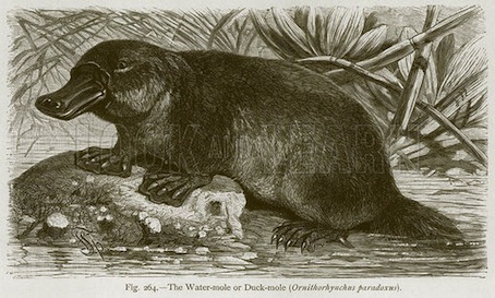 El poco agraciado ornitorrinco. Ilustración d The Natural History of Animals, de Carl Vogt y Friedrich Specht (Blackie, c 1880).